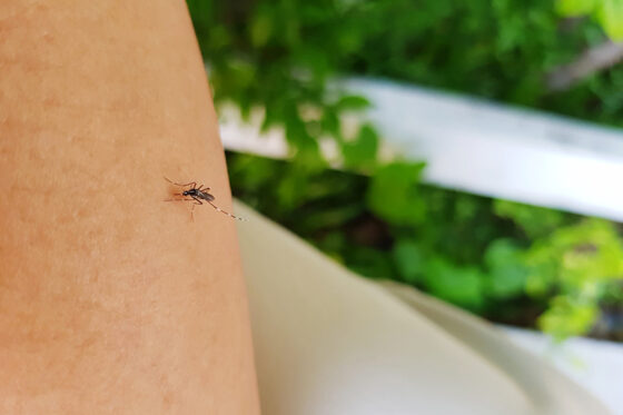 close up insect hand 560x373jpg