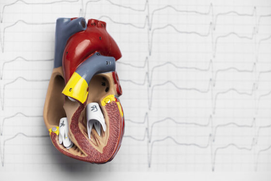 view anatomic heart model educational purpose 560x373jpg